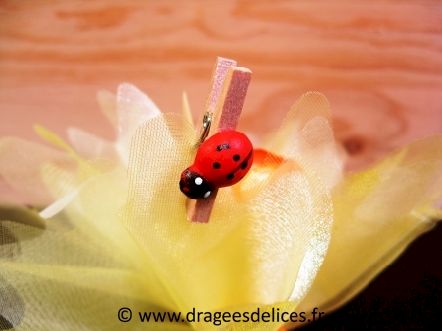 Petite coccinelle sur pince