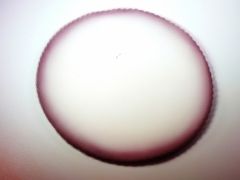 Lot de 18 tulles pas cher pour dragées à bord fumé Parme