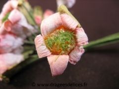 Fleur soleil d´or pour décoration de tulle mariage baptême et communion Pêche