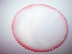 Lot de 8 tulles avec bord fumé à garnir de dragées Rose