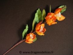 Fleur Stéphanie Orange