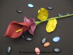 Arum Bordeaux