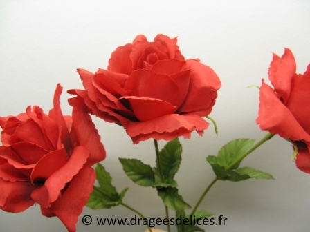 Grande rose
