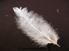 Plume naturelle Blanc